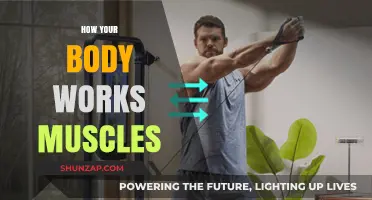 Understanding Muscles: How Your Body Works and Moves Efficiently