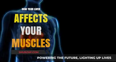 The Surprising Connection: How Liver Health Impacts Muscle Function