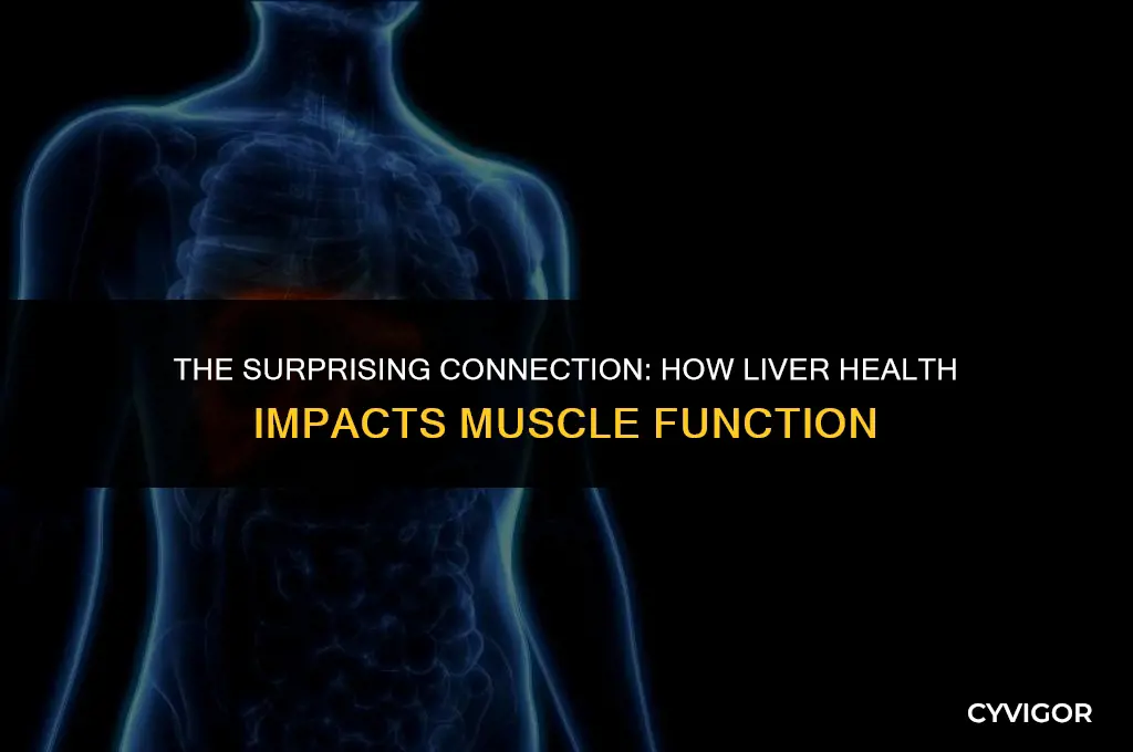 how your liver affects your muscles