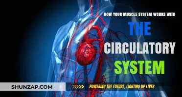 Muscles and Blood Flow: The Dynamic Duo of Human Physiology