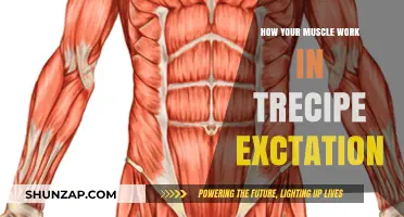 Muscle Mechanics: Unlocking Trecipe Exctation's Power and Performance Secrets