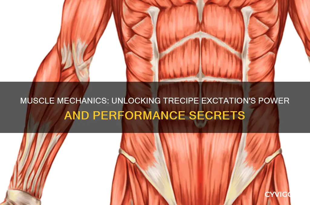 how your muscle work in trecipe exctation