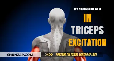 Understanding Triceps Excitation: How Your Muscles Work and Respond