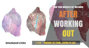 Understanding Post-Workout Muscle Inflammation: Causes and Recovery Tips