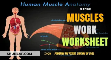 Understanding Muscle Function: A Comprehensive Worksheet Guide