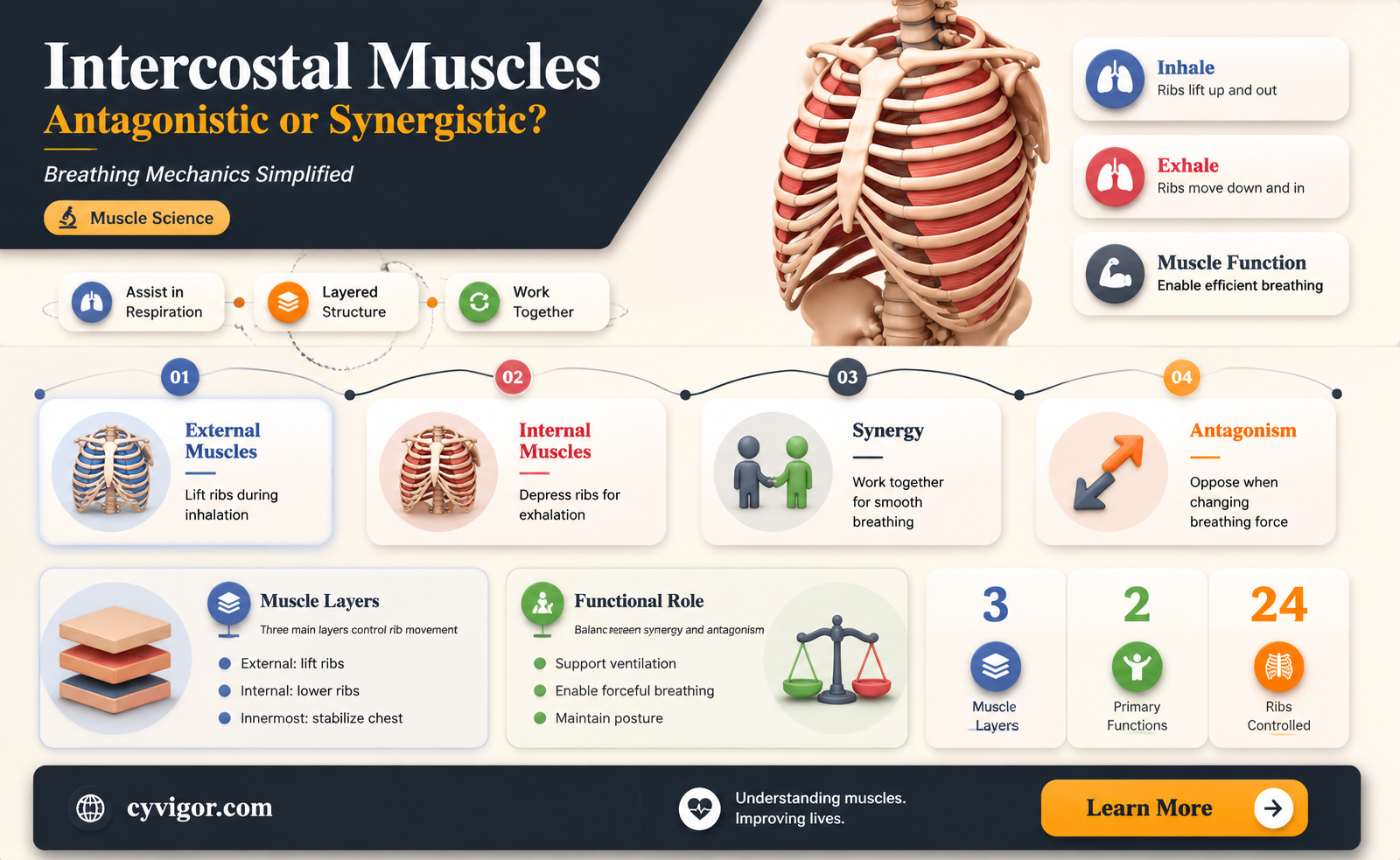 are intercostal muscles antagonistic