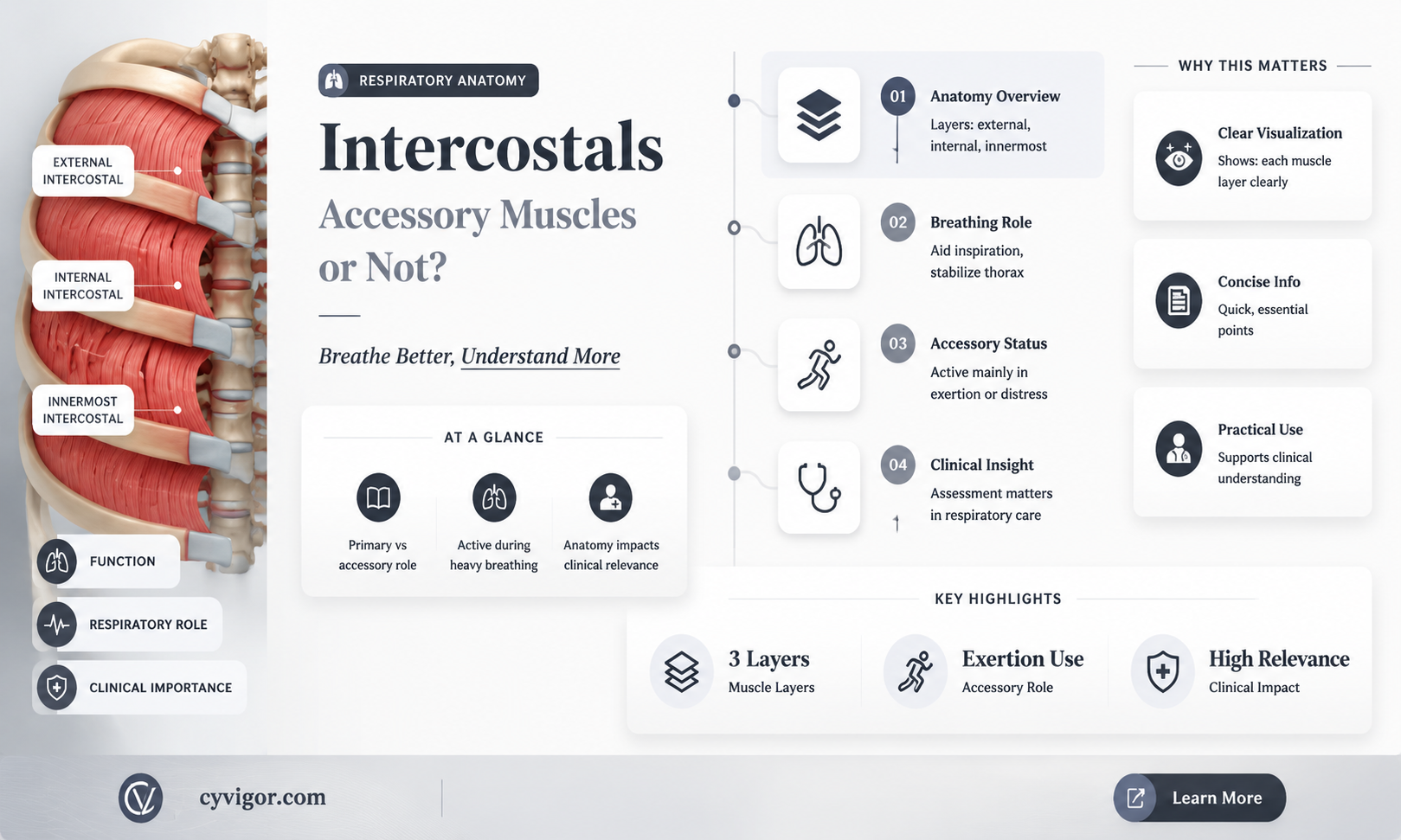 are intercostals accessory muscles