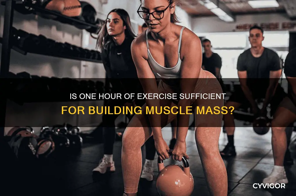 is 1 hour workout enough for muscle gain