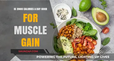 Is a 2000-Calorie Daily Diet Optimal for Muscle Gain?