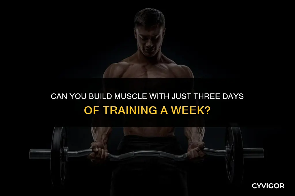 is 3 days a week enough to build muscle