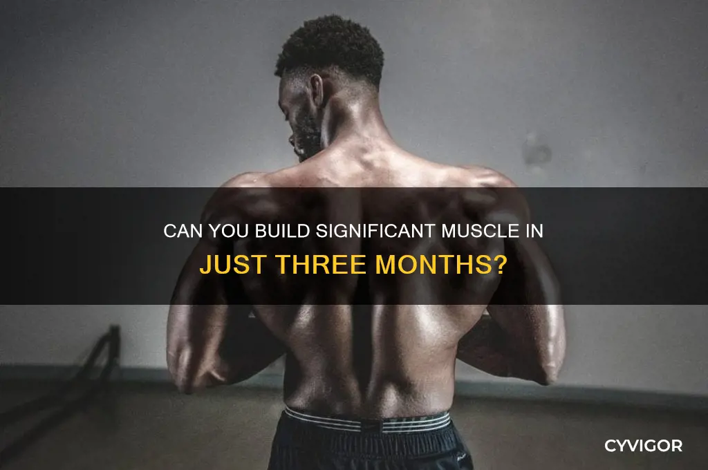 is 3 months enough to gain muscle