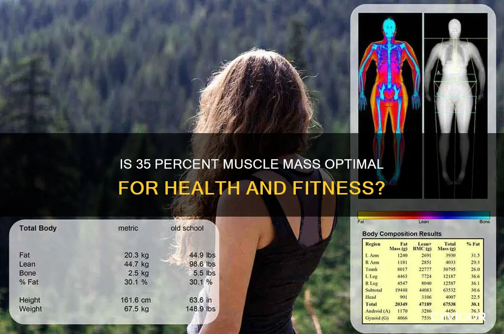 is 35 percent muscle mass good