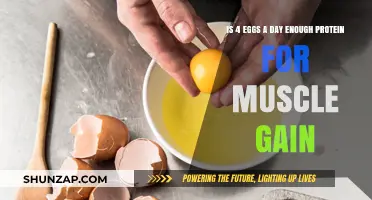 Eggs Daily: Are Four Enough for Muscle Gain Protein?