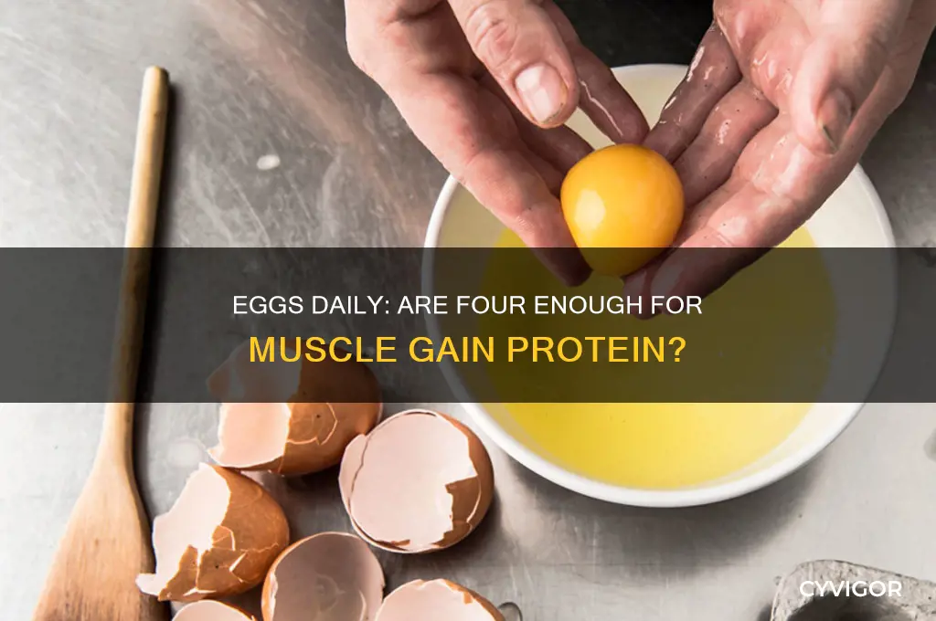 is 4 eggs a day enough protein for muscle gain