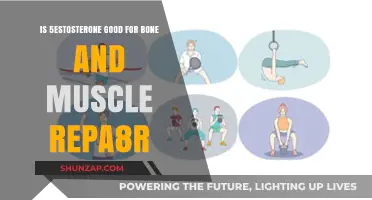 Testosterone's Role in Enhancing Bone and Muscle Repair: Benefits Explored