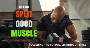 Is a Four-Day Split Effective for Muscle Growth and Recovery?