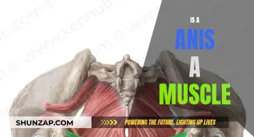 Anis and Muscle Anatomy: What's the Connection?