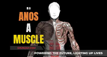 What is an Anus: A Muscle or Not?