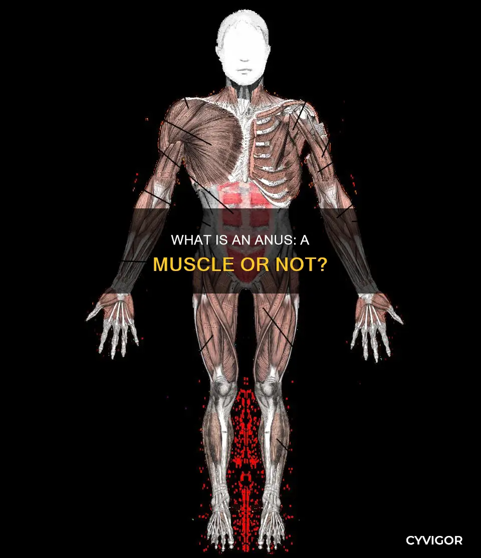 is a anos a muscle