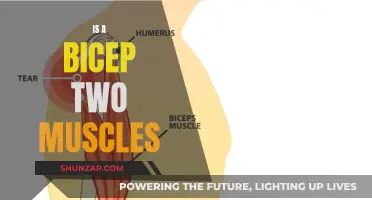 The Bicep Muscle Mystery: One or Two?