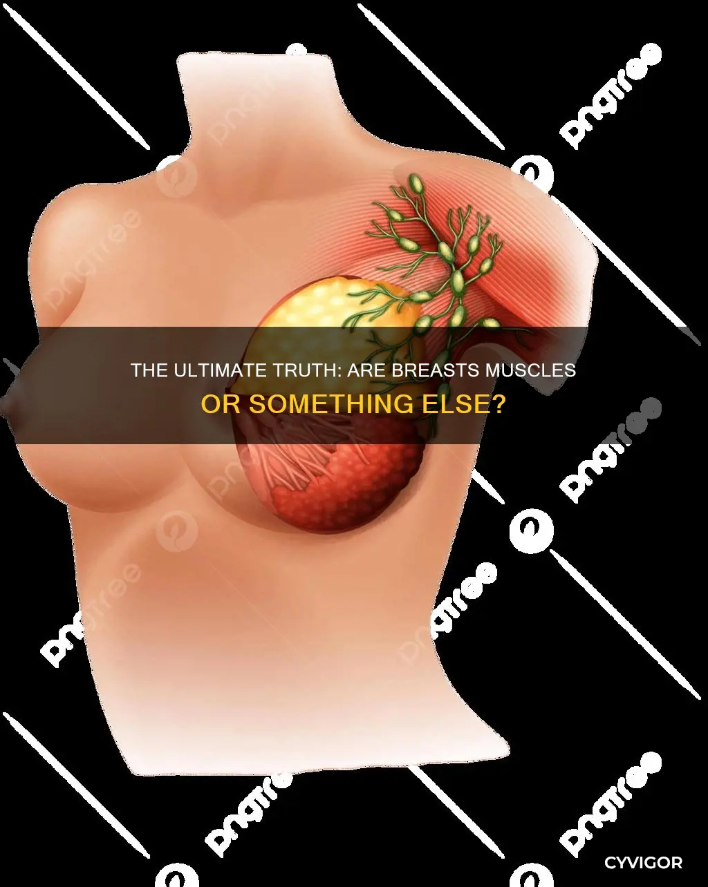 is a boob a muscle
