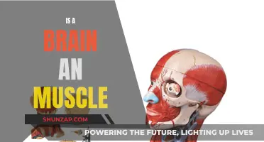 Brain vs Muscle: What's the Difference?