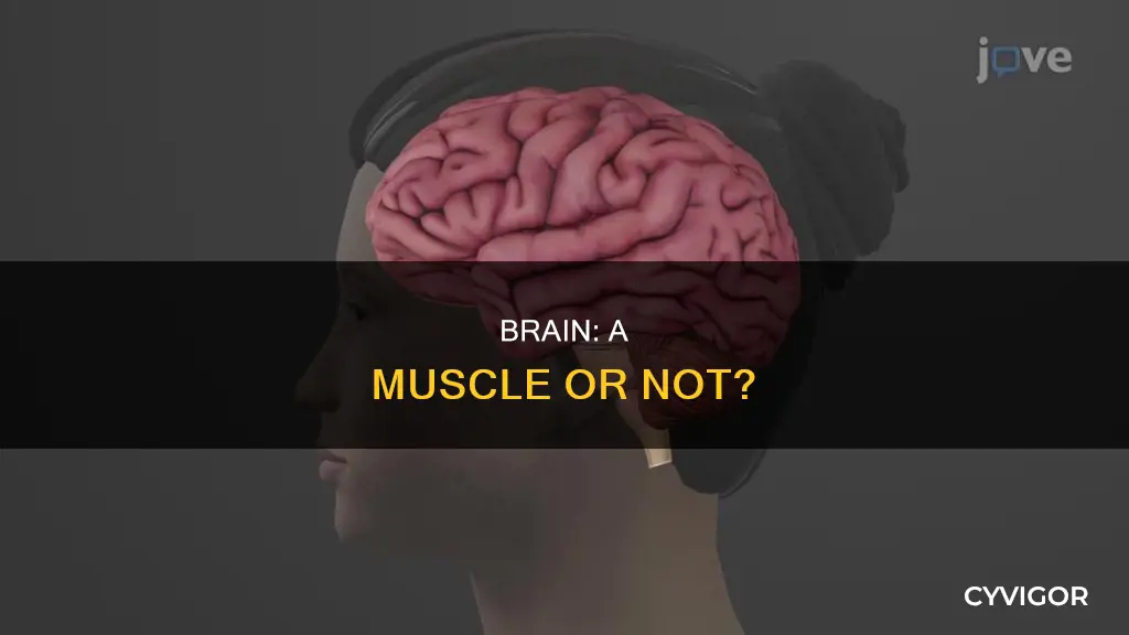 is a braina muscle