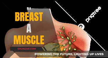 The Ultimate Truth: Are Breasts Muscles?