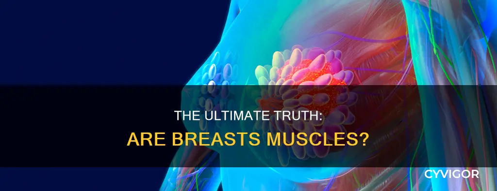 is a breast a muscle