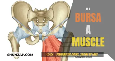 What Are Bursae and How Do They Differ From Muscles?