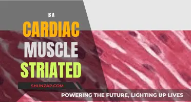 Striated Cardiac Muscle: What Does it Look Like?