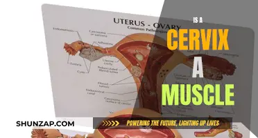 The Cervix: Muscle or Not?