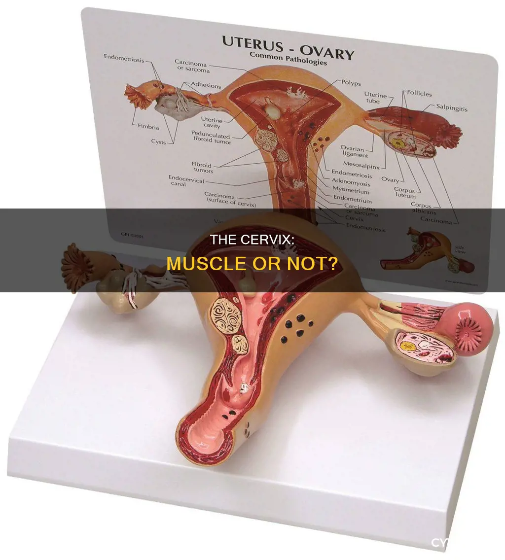 is a cervix a muscle