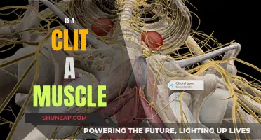 The Clitoris: Muscle or Not?