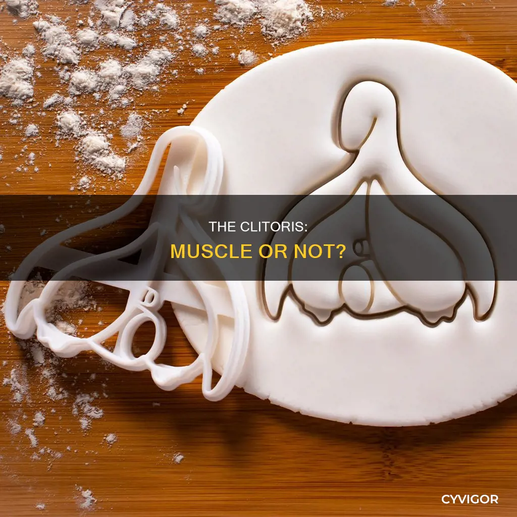is a clit a muscle