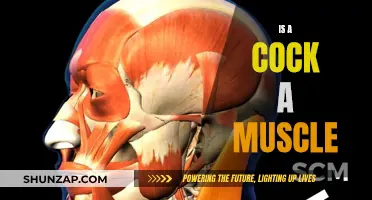 The Cock Conundrum: Muscle or Not?