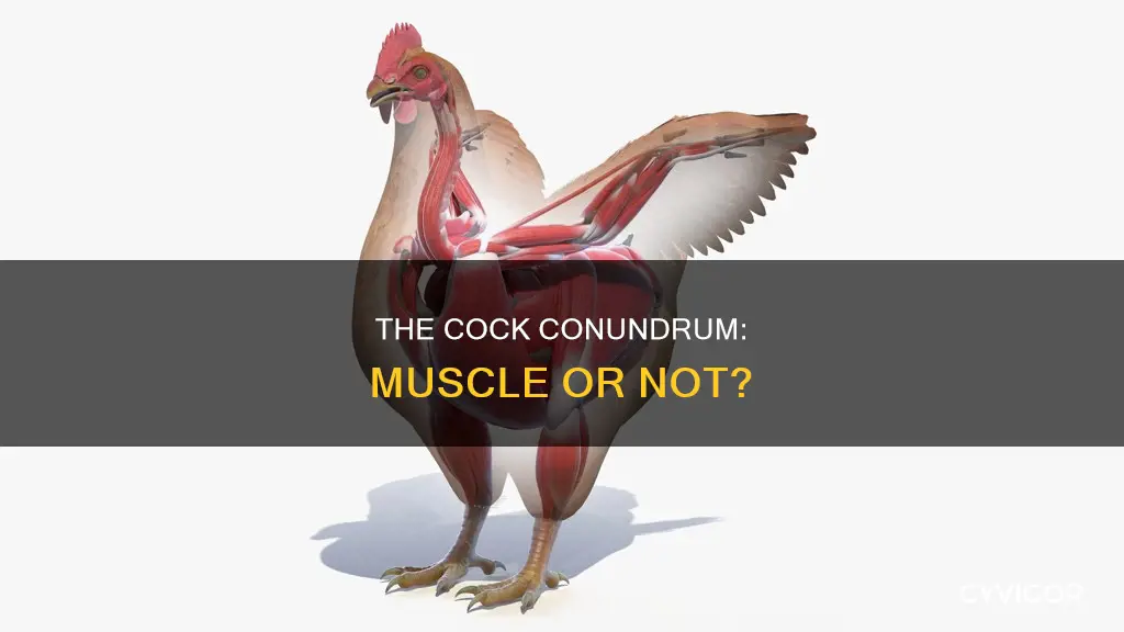 is a cock a muscle
