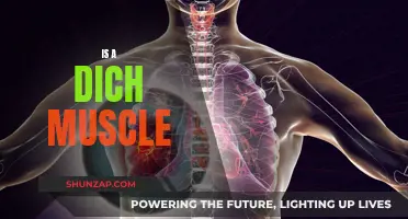 The Dich Muscle: What's the Fascination?