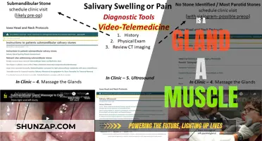 Glands and Muscles: What's the Difference?