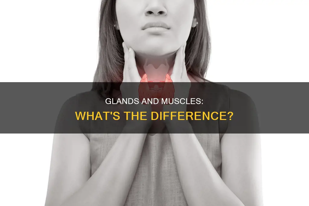 is a gland a muscle
