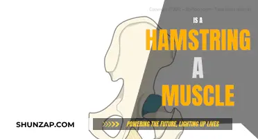 Hamstring: Muscle or Not? Understanding the Anatomy