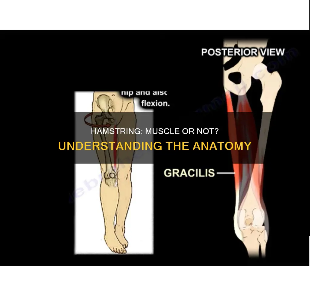 is a hamstring a muscle
