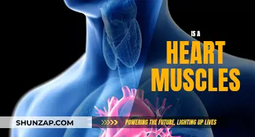 Heart Muscles: What Are They and How Do They Work?