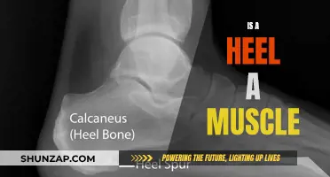Heel: A Muscle or Not? Understanding the Tissue