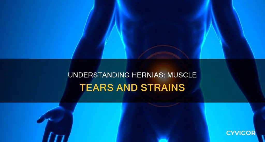 is a hernia a muscle
