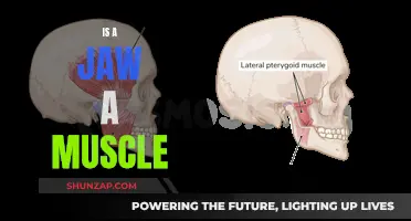 What is a Jaw: Muscle or Bone Structure?