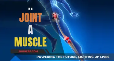 Understanding the Difference: Are Joints and Muscles Distinct?