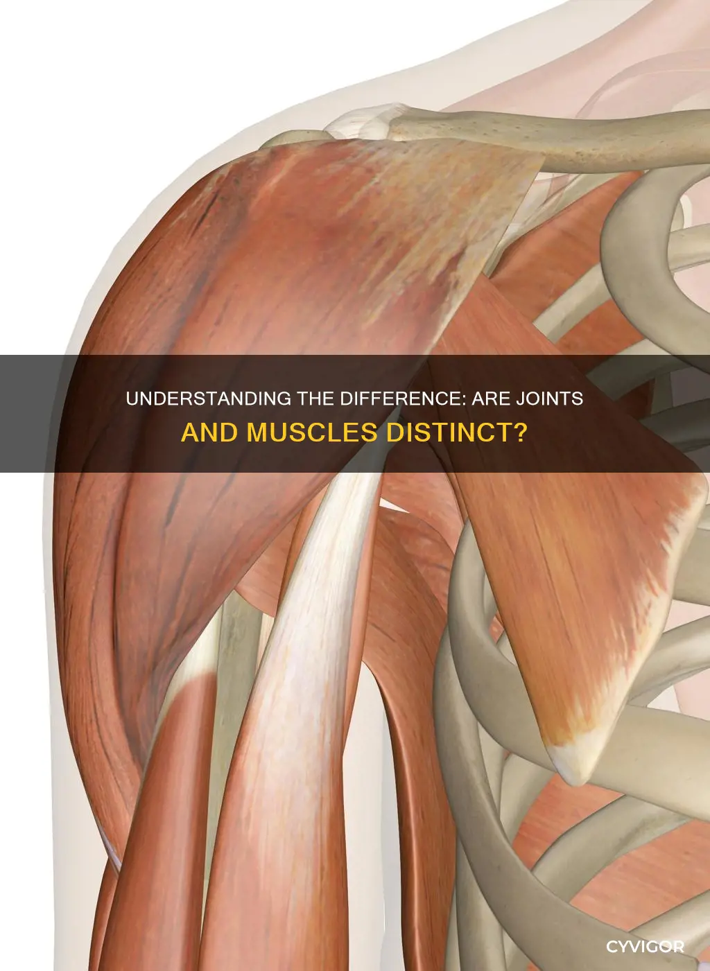 is a joint a muscle