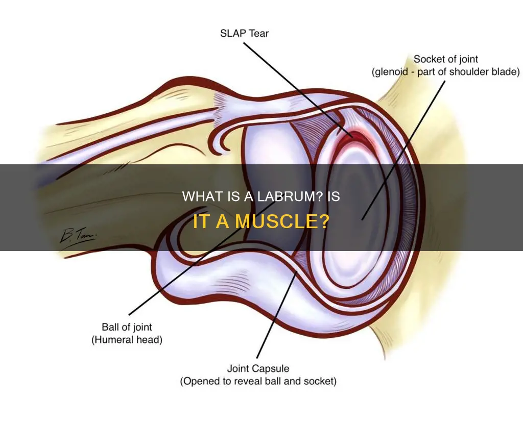 is a labrum a muscle