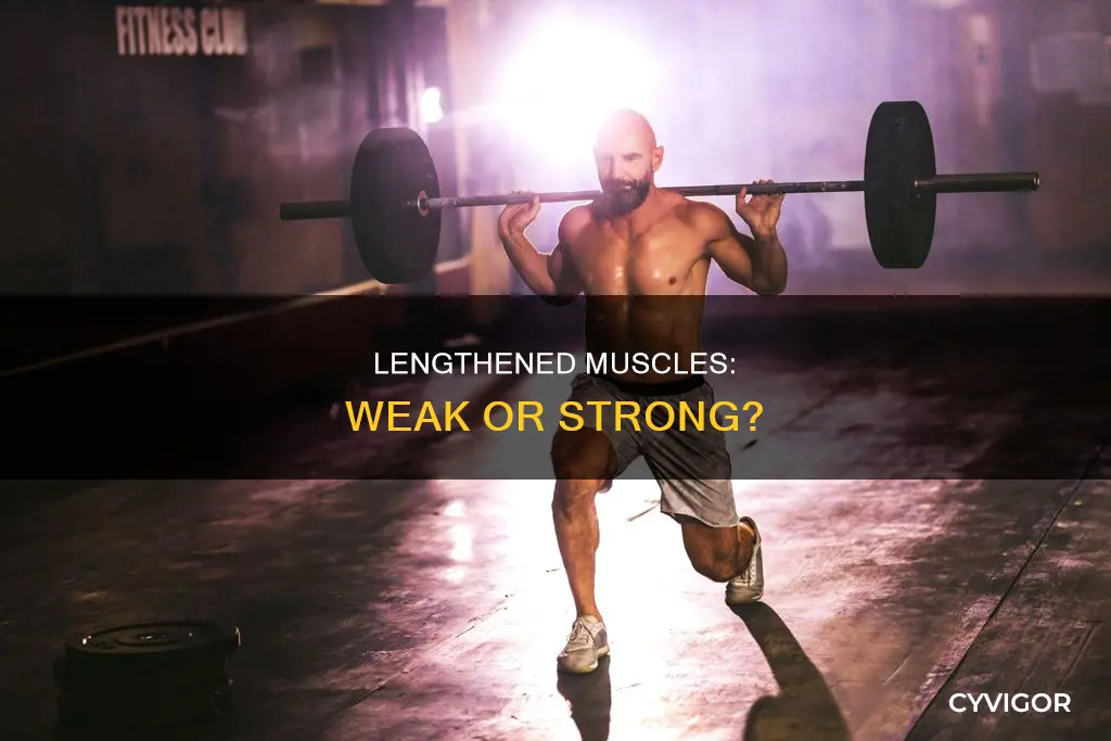 is a lengthened muscle weak